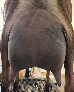 Rear udder of Coco Cooler.
Picture courtesy of Blissberry.