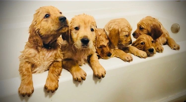 Ruby | Mountain Top Retrievers