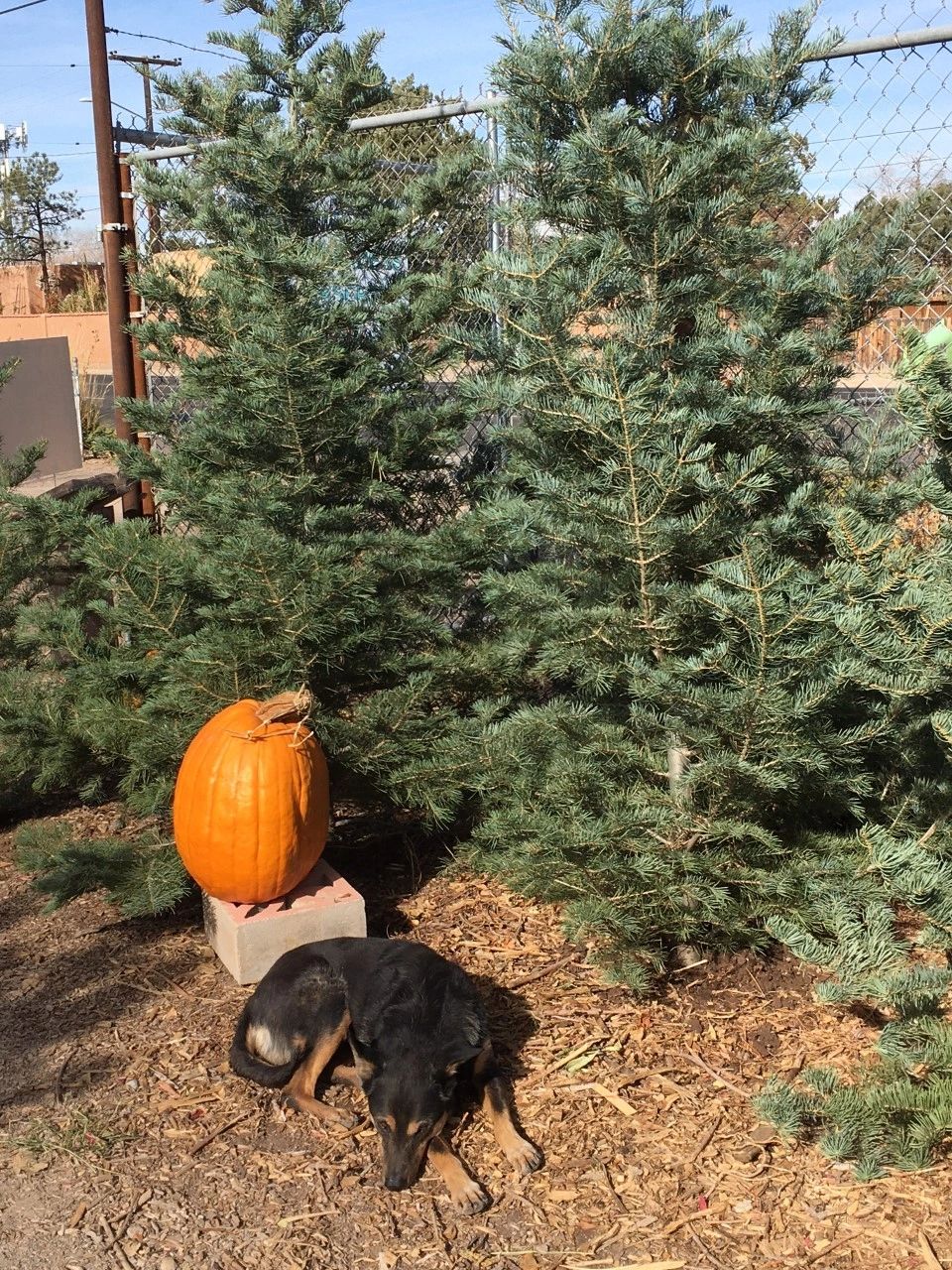 Albuquerque Water Gardens and Nursery