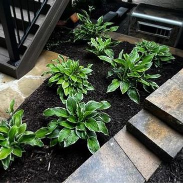 Planting of Hosta