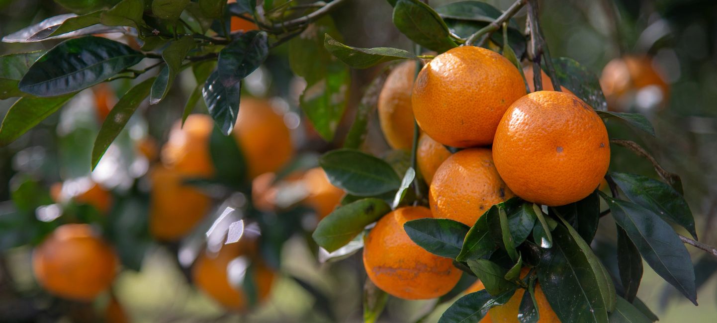 Satsuma Mandarin China Origin Simon Citrus Farm LLC
