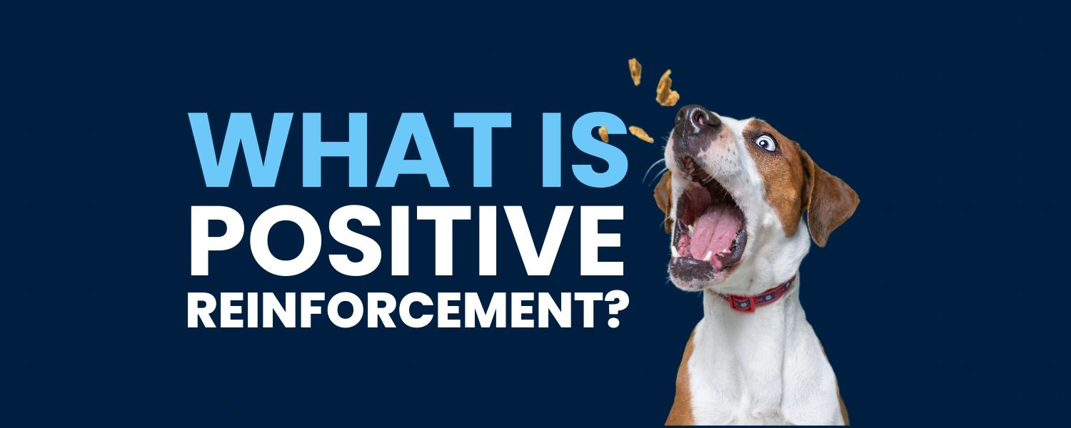 What is Positive Reinforcement?
