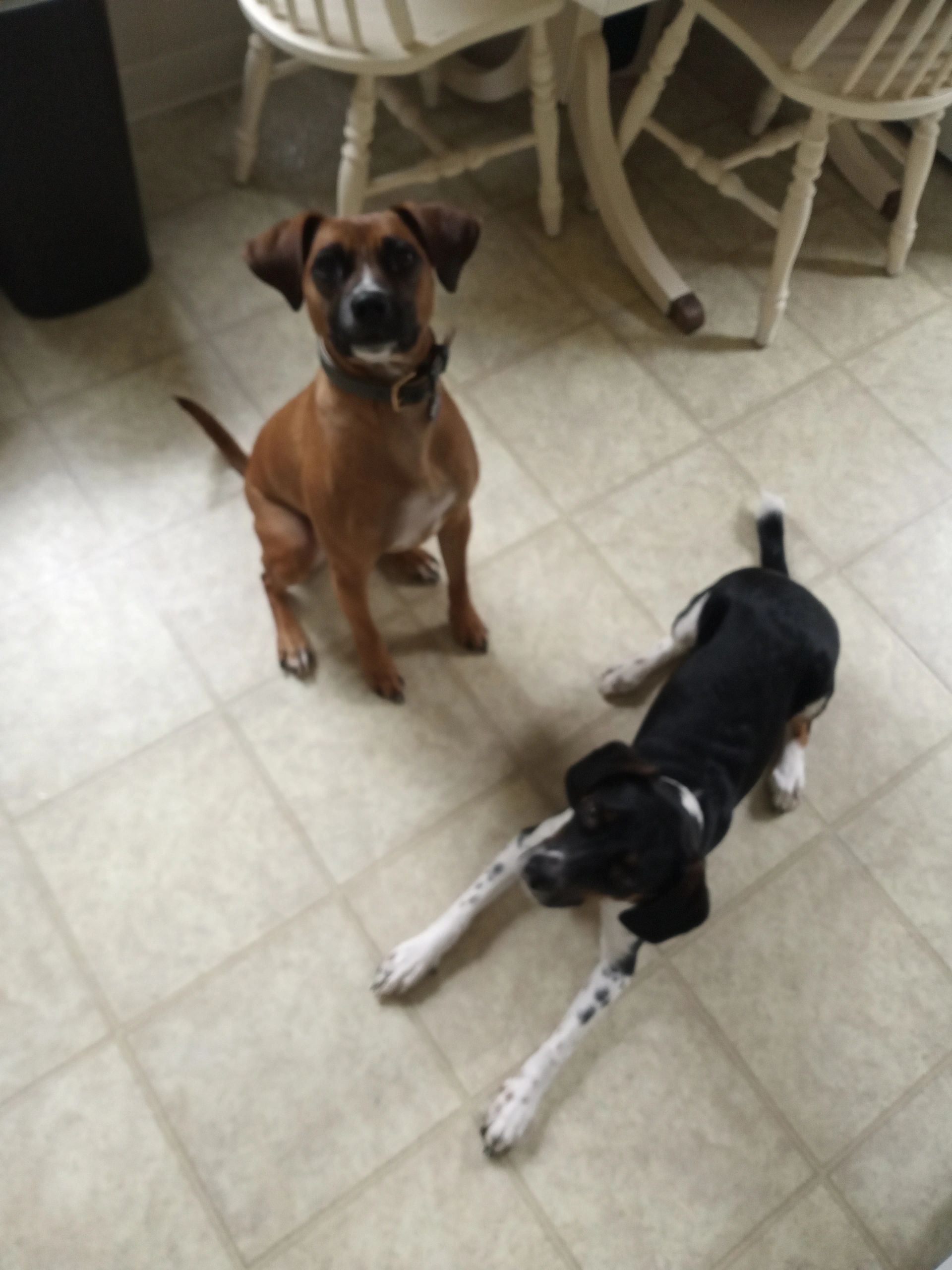 Ash (beagle mix) and Bailey (boxer mix) have been friends of mine for years! 