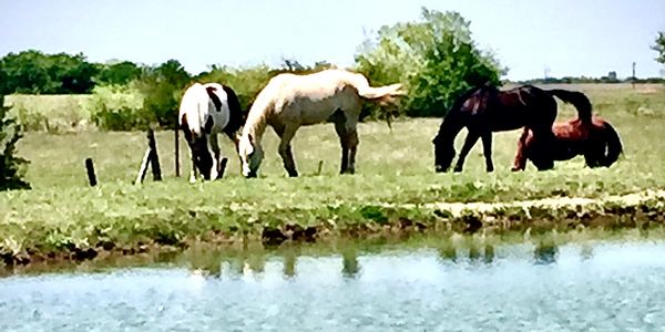 Beautiful pasture land and peaceful surroundings