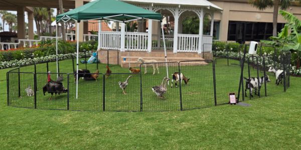 Various farm animals inside a fenced enclosure on grass.