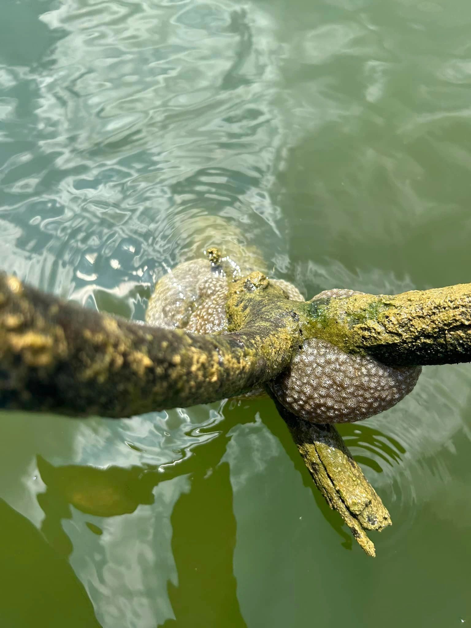 What is this Jelly-like Blob Under My Dock?