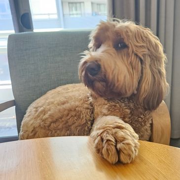 Curly-haired dog sitting on a chair with paw on the table.