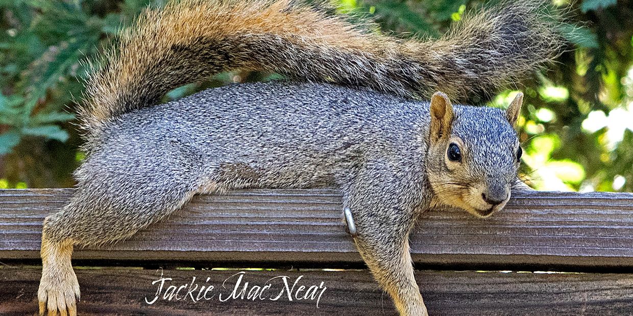 Squirrel plopped down, laying flat on fence, cooling off.