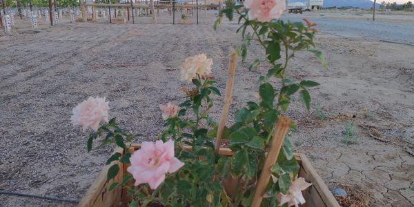 Roses at Black Star Ranch Vineyard