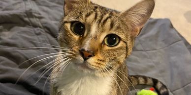 Special Needs Cats: Needing Rescued Or Adopted