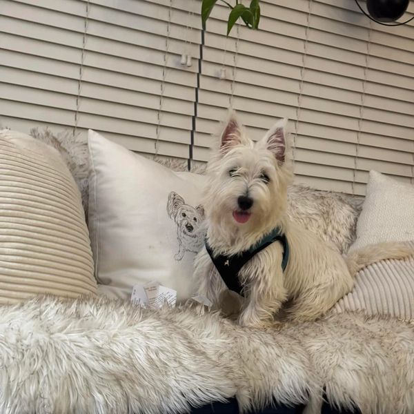 All of our Westies are fostered in Westie-Wise homes. 