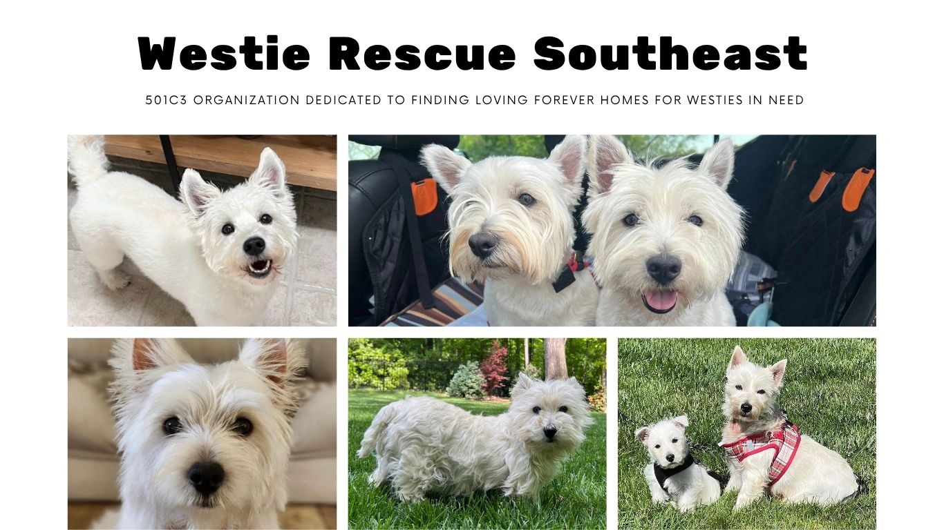 Terrier Puppies West Highland Rescue Dogs Highland Terrier Puppies