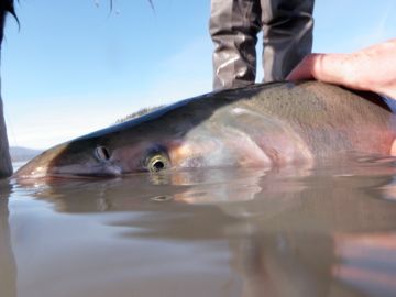 Copper River Guides Alaska charter