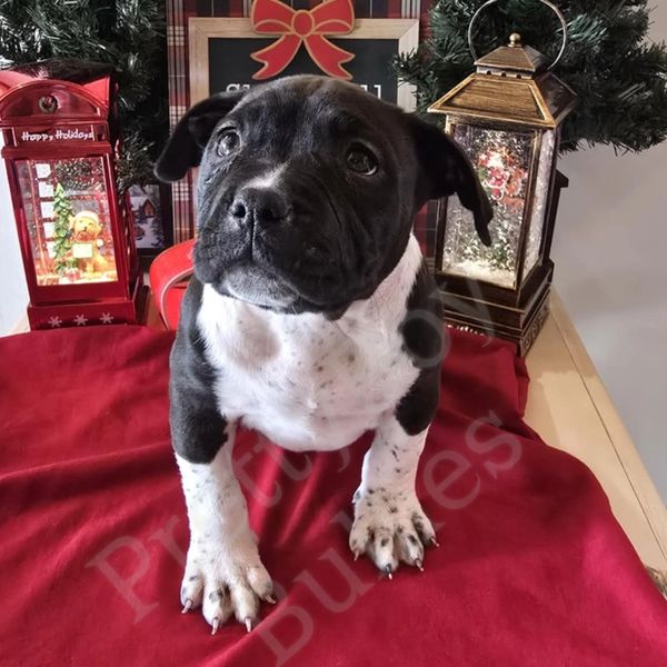 Pocket American Bully 
