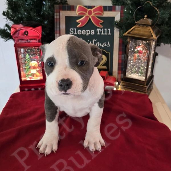 Pocket American Bully 