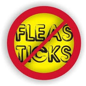 All pets must be on a flea