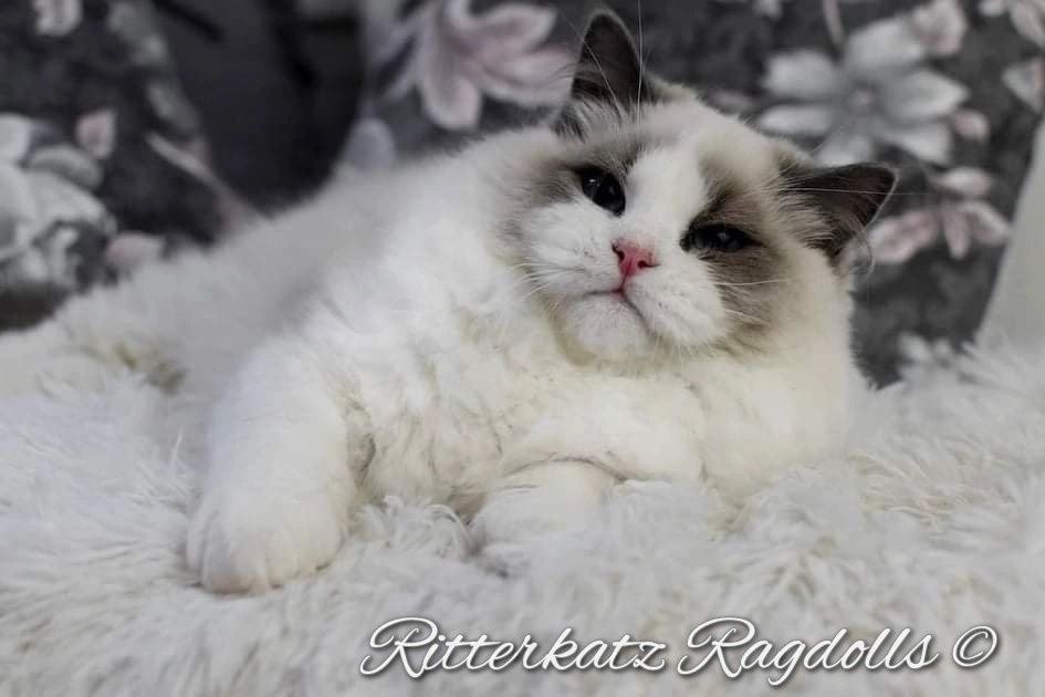 Top ragdoll breeders ritterkatz ragdolls