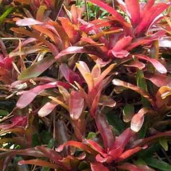 Fire Ball Bromeliad