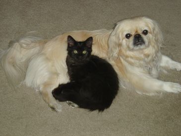 A black cat cuddling with a cream-colored dog on carpet.