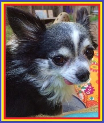 Close-up of a small black and white dog with expressive eyes and perked ears.