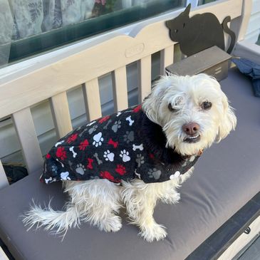 A dog on the couch wearing a dress.