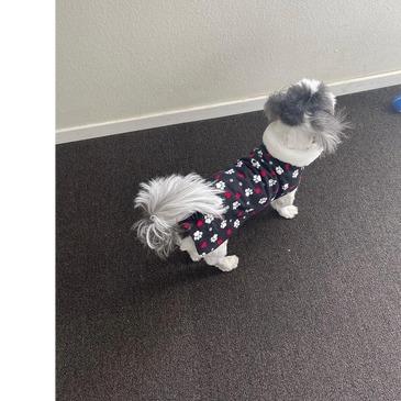 A dog on the floor wearing a dress.