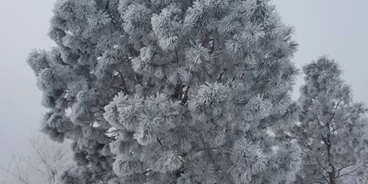 Austrian Pine Tree in its best winter form.  We still prune trees in Billings all year long.