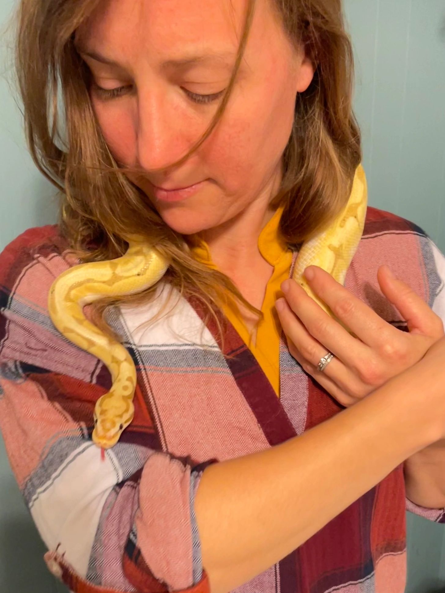 Banana our ball python