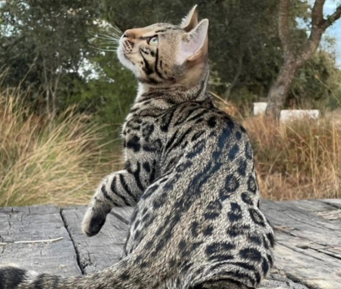 Brown black spotted tabby bengal cat, TGC Sundiata Jingo of Bengalsandco TICA SBT Bengal 