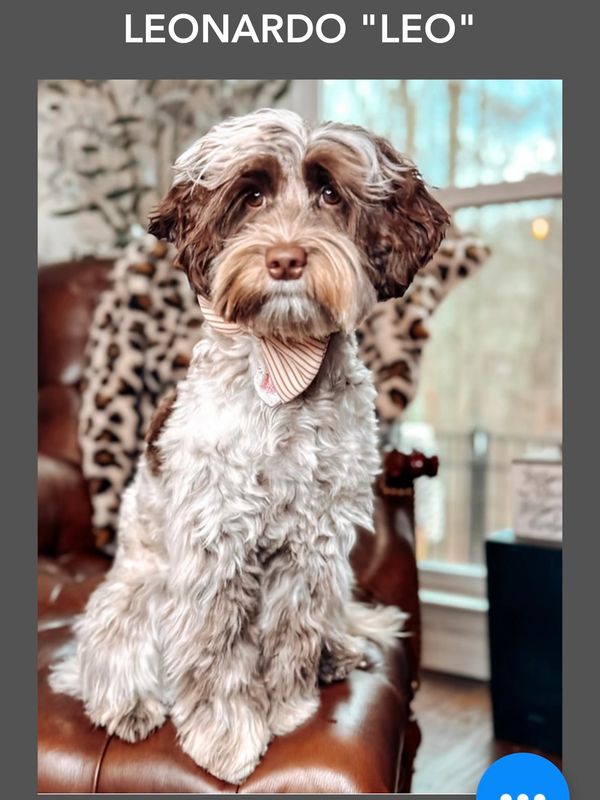 Upcoming litter sired by the handsome Southern Meadows Leo, a striking chocolate roan weighing 15 lb