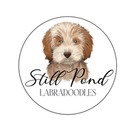 Still Pond Labradoodles