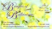 Beagles of Ballantrae