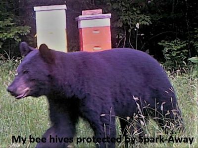 bear at bee hive runs from spark-away