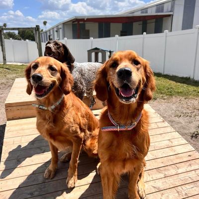 dogs outside at doggie daycare