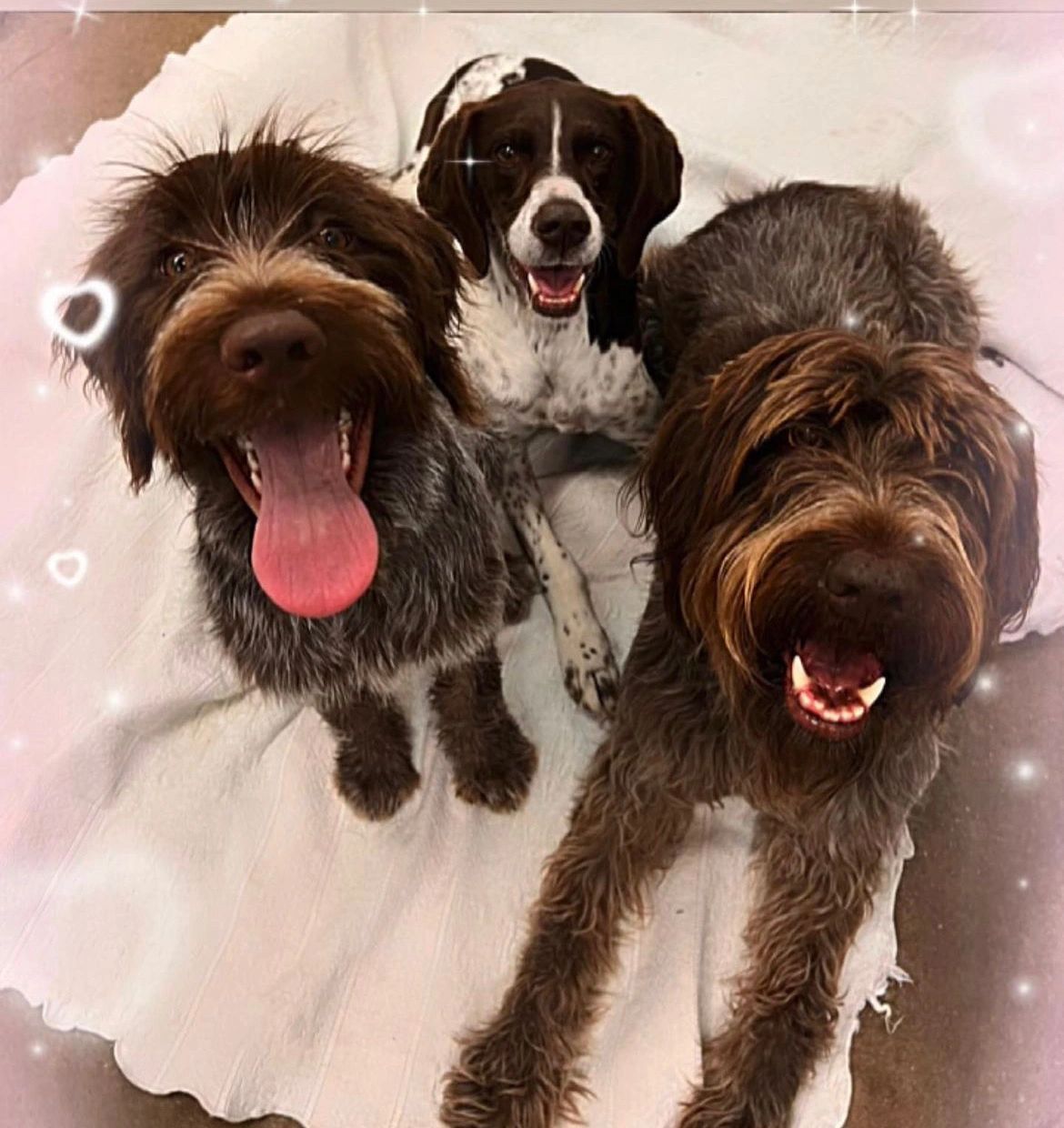 How does pet boarding work?