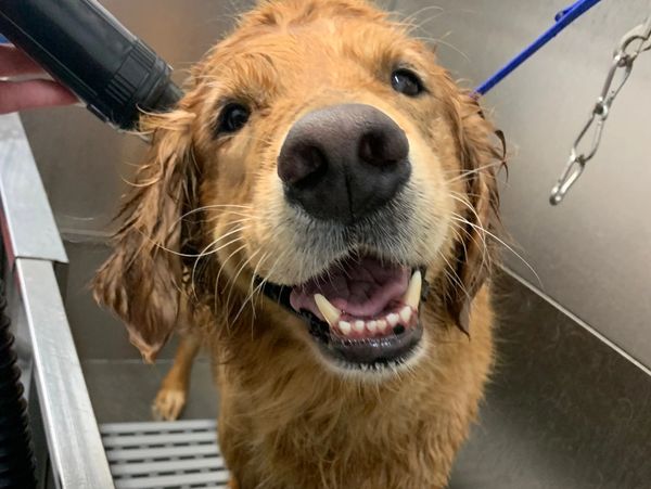 dog getting a bath