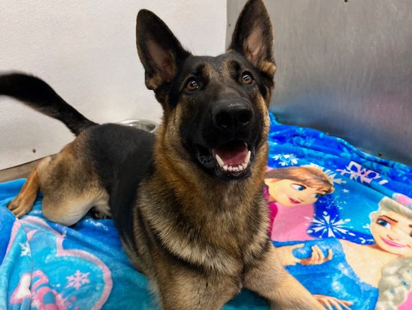 large dog laying down in a kennel