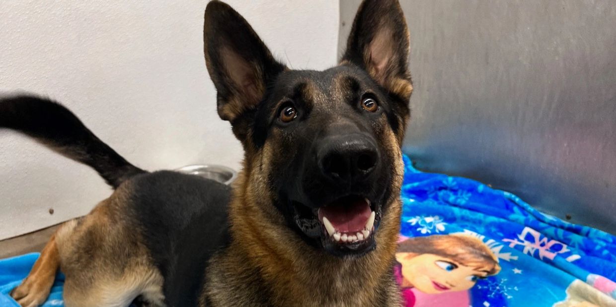 large dog sitting in a boarding kennel