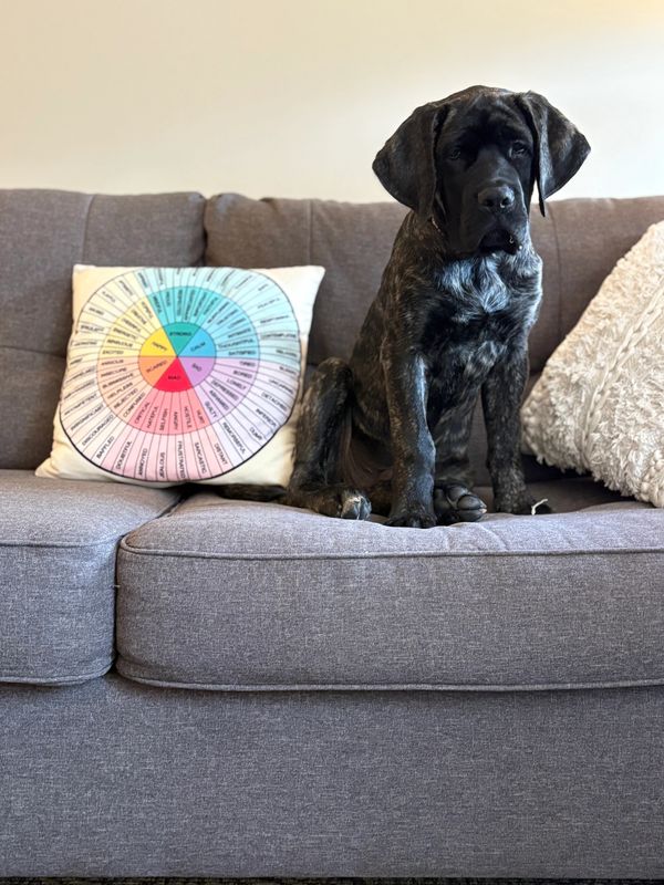 Patriot the Office Therapy Dog "TheraPate"