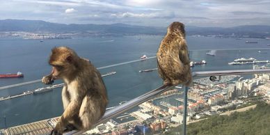 Monkeys on the skywalk barbary macacques rock tour gibraltar sightseeing shore excursions