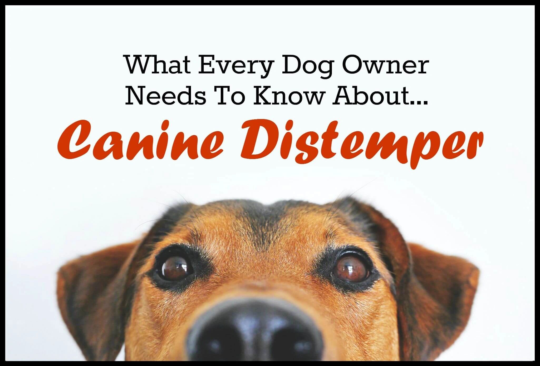 Can Canine Distemper Be Cured