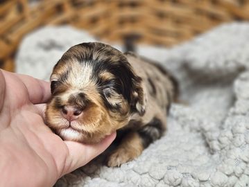 chocolate merle mini schnoodle