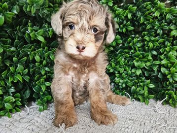 Chocolate merle mini schnauzer 