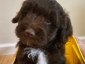 chocolate mini schnoodle
chocolate mini doodle
