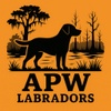 APW Labradors 