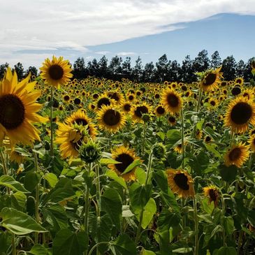 Sunflowers