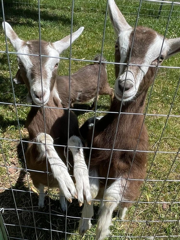 Toggenburg goats - Ivy & Fern 