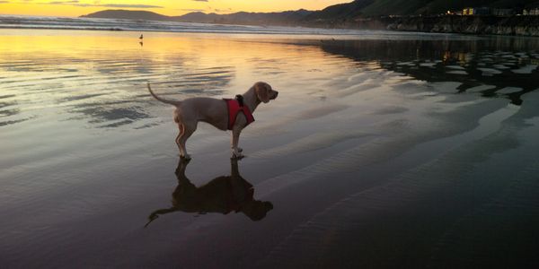 dog pismo beach lola graphic design solar plans drafting photovoltaic sun sunpower energy
