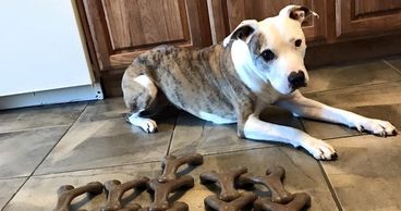 A dog lying on tiled floor near several brown chew toys shaped like bones.