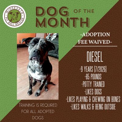 Diesel, a 9-year-old pit bull, is the dog of the month with waived adoption fees.